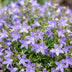 Green boutiQ - Perennial - Campanula posch. Stella - Peach Leaf Bellflower - Ground Cover - Purple - 24 Plants - Pot 11cm - Height 15-25cm Bild 5