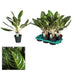 Aglaonema Keylime Zimmerpflanze – Ø17cm, 60cm hoch, pflegeleicht Bild 3