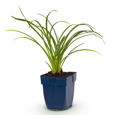 Green boutiQ - Perennials - Hemerocallis Stella d'Oro - Marigolds - Bee and Butterfly Attractor - Yellow - 1 Plant - Pot 11cm - Height 15-25cm