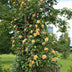 GreenboutiQ Kletterrose 'Rosa Orange Climber' - 2 Pflanzen Bild 4