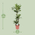 Drachenbaum Janet Lind - Ø24cm - ↕130cm Bild 2