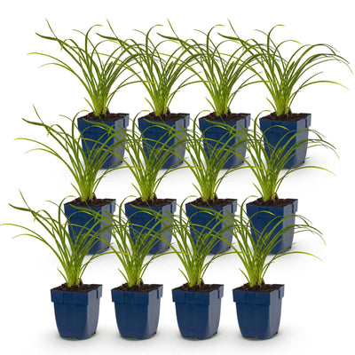 Green boutiQ - Perennial - Hemerocallis Stella d'Oro - Daylily - Bee and Butterfly Attractors - Yellow - 12 Plants - Pot 11cm - Height 15-25cm