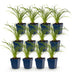 Green boutiQ - Perennial - Hemerocallis Stella d'Oro - Daylily - Bee and Butterfly Attractors - Yellow - 12 Plants - Pot 11cm - Height 15-25cm Bild 2