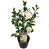 Camellia jap. 'Nuccio's Gem' - Ø19cm - ↕65cm Bild 1