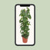 Philodendron Scandens - Hängende Zimmerpflanze Ø24cm, 120cm Bild 5