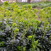 48x Euphorbia amygdaloides 'Robbiae' – Robust Perennial for the Garden Bild 7