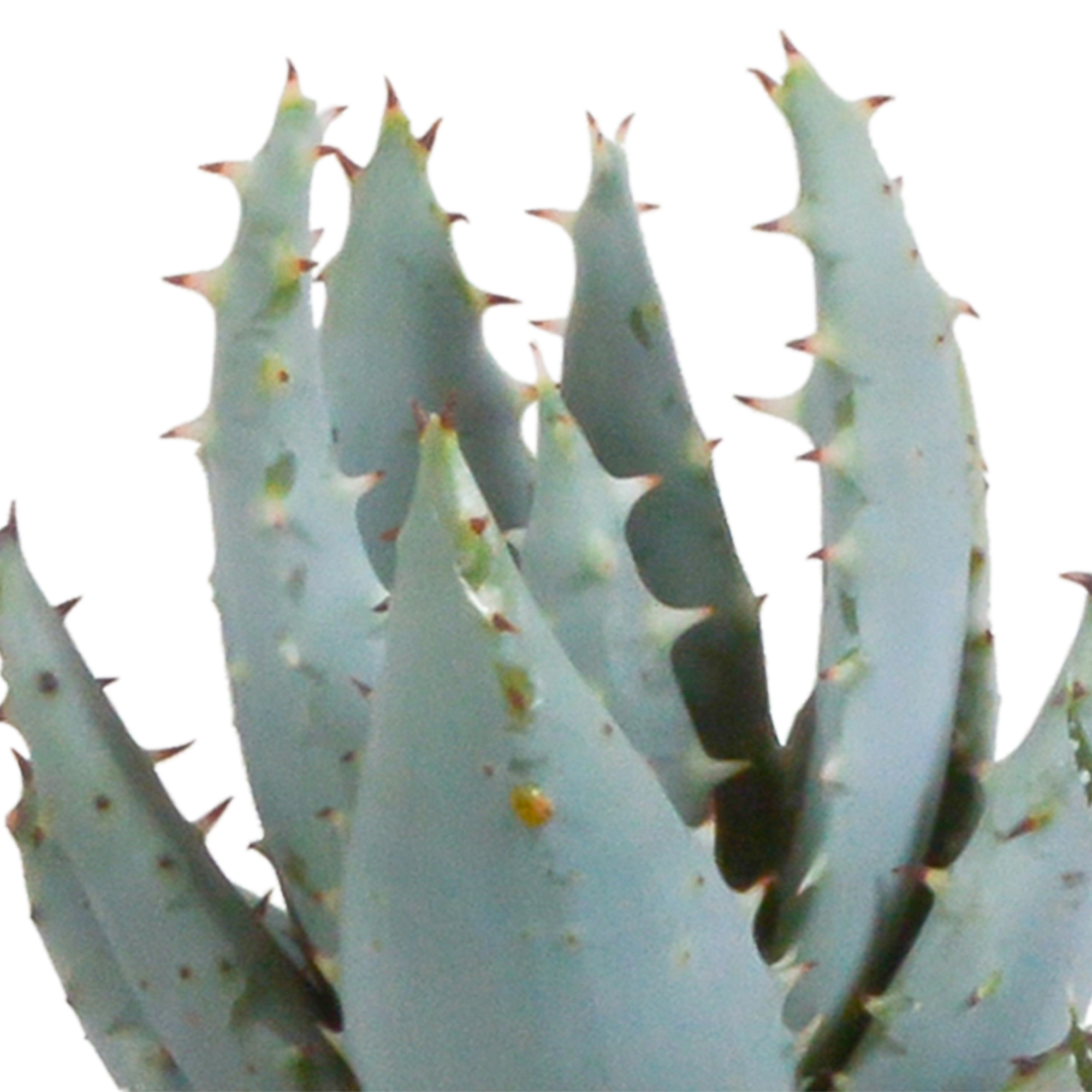 Gasteria/Haworthia-Mischung 5,5cm - in witte pot - 5x