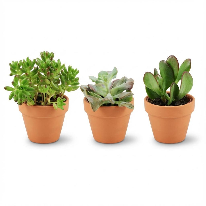 Mini Sukkulenten Mix: 3 Stück, Ø 8,1 cm, Höhe 5-10 cm, Terrakotta-Töpfe