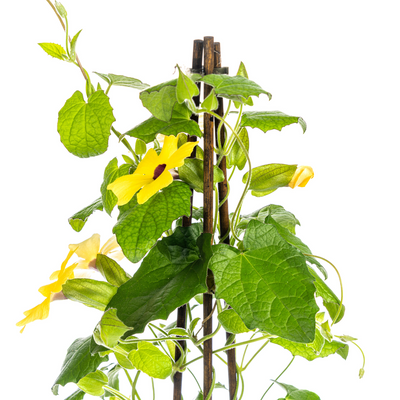 4x Thunbergia alata Sunny Susy Gelb Ø13cm, Kletterpflanze, 60cm