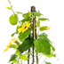 4x Thunbergia alata Sunny Susy Gelb Ø13cm, Kletterpflanze, 60cm Bild 2