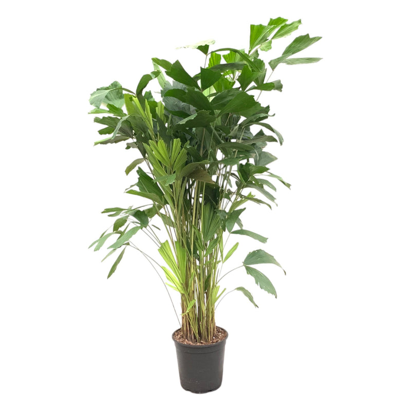 Caryota Mitis Fischschwanzpalme – 150 cm – Ø24
