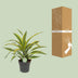 Dracaena Fragrans Lemon Lime Drachenbaum - Zimmerpflanze 40cm Bild 4