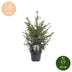 Picea omorika - Serbische Fichte - Grün - Weihnachtsbaum - Ø23cm - ↕70cm Bild 5