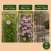 6x Clematis Hagley Hybrid - Waldrebe Hagley Hybrid - Rosa - Kletterpflanze - Ø9cm - ↕35cm Bild 6