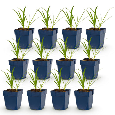 Green boutiQ - Perennial - Agapanthus africanus Albus - African Lily - Bee and Butterfly Attractors - White - 12 Plants - Pot 11cm - Height 15-25cm