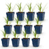Green boutiQ - Perennial - Agapanthus africanus Albus - African Lily - Bee and Butterfly Attractors - White - 12 Plants - Pot 11cm - Height 15-25cm Bild 2