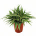 Chlorophytum Ocean - Grünlilie im 15cm Topf, 25cm hoch Bild 1