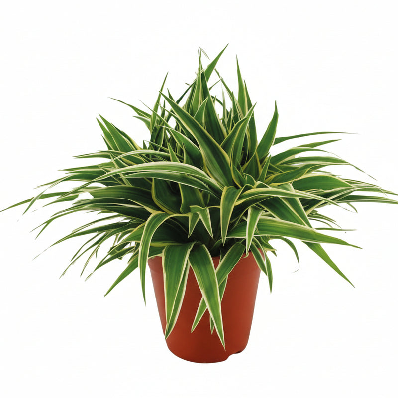 Chlorophytum Ocean - Grünlilie im 15cm Topf, 25cm hoch