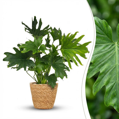 Philodendron Lickety Split, 70cm, mit Korb, pflegeleicht