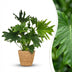 Philodendron Lickety Split, 70cm, mit Korb, pflegeleicht Bild 1