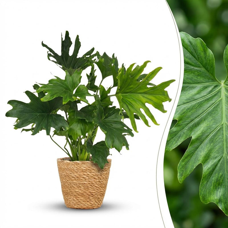 Philodendron Lickety Split, 70cm, mit Korb, pflegeleicht
