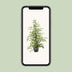 Ficus benjamina 'Twilight' – Elegant Houseplant for Your Home Bild 5