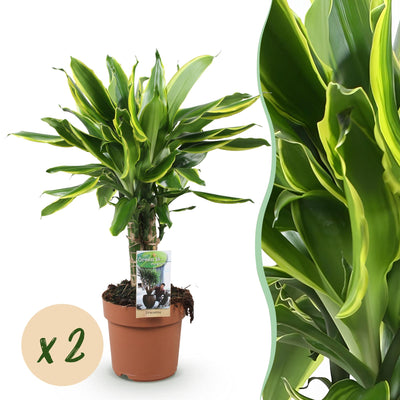 Dracaena fragrans Golden Coast - 2x Drachenbaum, Topf 17cm, 50-55cm