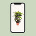 Codiaeum Mango (Croton) - Ø27cm - ↕110cm Bild 5