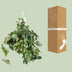 Cissus Rhombifolia Ellen Danica Kängurupflanze Ø17cm ↕70cm Bild 4