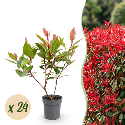 Green boutiQ - 24x Photinia fraseri Little Red Robin - Glanzmispel - Heckenpflanzen - Immergrün - Rot - Topf 9cm - Höhe 25-35cm