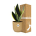 Sansevieria Futura Superba im gelben ELHO Vibes Fold Topf (14cm) Bild 4