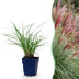 Green boutiQ - Gräser - Miscanthus sin. Red Chief - Pampasgras - Mit Blüte - Grün - 24 Pflanzen - Topf 11cm - Höhe 15-25cm Bild 1