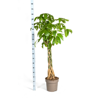 Pachira Aquatica Geldbaum Ø30cm, 160-180cm