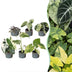 Baby Variegata Mix: 6 exotische Zimmerpflanzen im 6cm Topf Bild 1