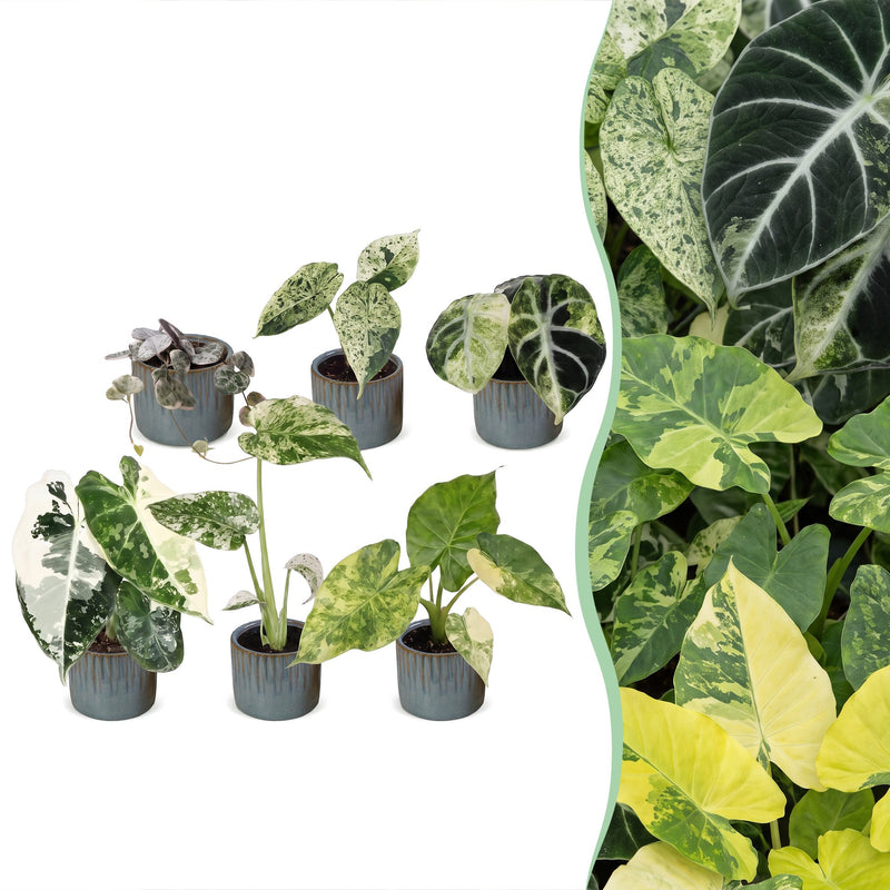 Baby Variegata Mix: 6 exotische Zimmerpflanzen im 6cm Topf