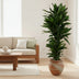Dracaena Janet Lind verzweigt – 120 cm Bild 3
