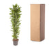 Dracaena Cintho, 210 cm, verzweigt, mit buntem Rand Bild 4
