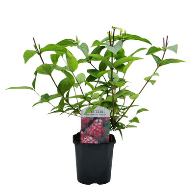 Deutzia hybrida 'Strawberry Fields' - Rosa Blüte, pflegeleicht