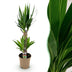 Green boutiQ - Zimmerpflanze - Yucca elephantipes - Yucca - Pflegeleicht - Grün - 1 - Topf 17cm - Höhe 75cm Bild 1