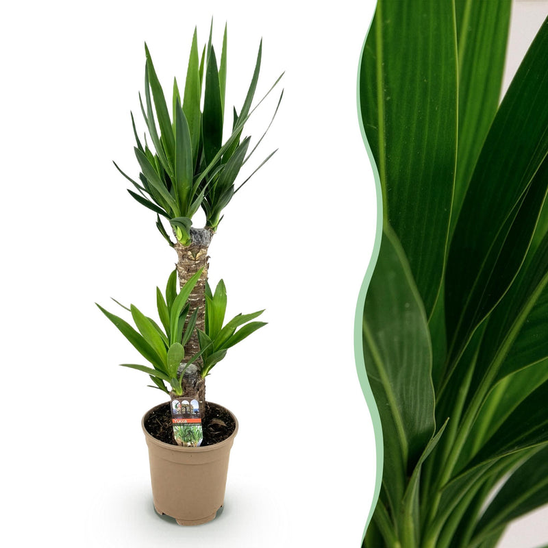 Green boutiQ - Zimmerpflanze - Yucca elephantipes - Yucca - Pflegeleicht - Grün - 1 - Topf 17cm - Höhe 75cm