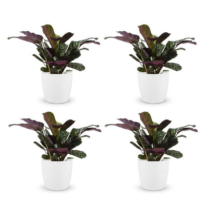 Green boutiQ - Ctenanthe Burle Marxii - Fischgräten-Gebetspflanze - 4 Pflanzen - mit Weißem Topf - Topf 12cm - Höhe - 30cm