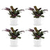 Green boutiQ - Ctenanthe Burle Marxii - Fischgräten-Gebetspflanze - 4 Pflanzen - mit Weißem Topf - Topf 12cm - Höhe - 30cm Bild 2