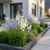 Green boutiQ - Perennial - Campanula persicaria Duo - Peachleaf Bellflower - Bee and butterfly attractors - Blue - White - 12 Plants - Pot 11cm - Height 15-25cm Bild 6
