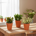 Crassula Mix 3-piece set in terracotta pot Bild 6