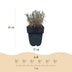 GreenboutiQ Lavendel 'Hidcote' - 6 Pflanzen für duftende Hecken Bild 3