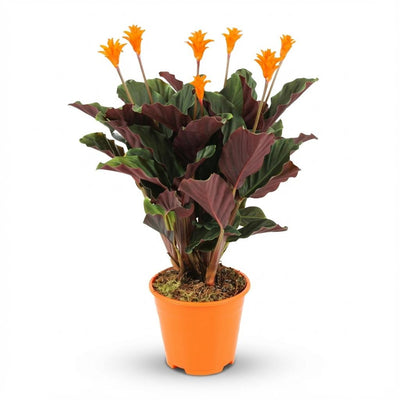 Calathea Crocata orangefarbene Flammenblume, 40-45cm, Ø14cm