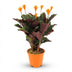 Calathea Crocata orangefarbene Flammenblume, 40-45cm, Ø14cm Bild 1