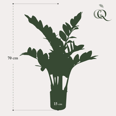 Künstliche Zamioculcas Zimmerpalme, 70 cm
