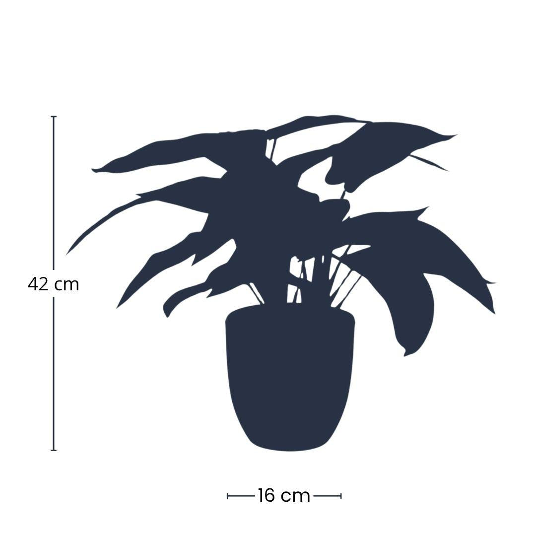 Künstliche Calathea Zebrina 42 cm im schwarzen Topf