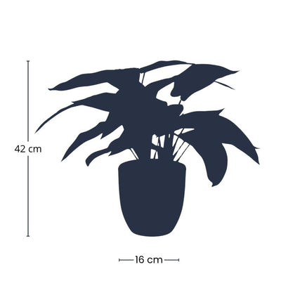 Künstliche Calathea Zebrina 42 cm im schwarzen Topf